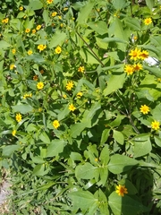 Melampodium divaricatum