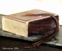 Ablepharus bivittatus