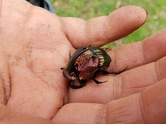 Phanaeus amithaon