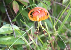 Lilium michauxii