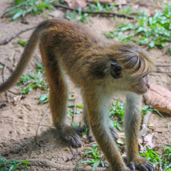 Macaca sinica aurifrons