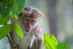 Macaca sinica aurifrons