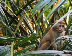 Macaca sinica aurifrons