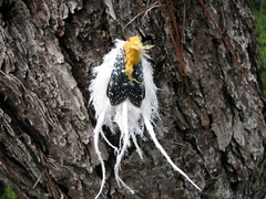 Cerogenes auricoma