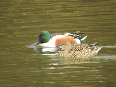 Spatula clypeata