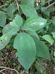 Miconia conorufescens