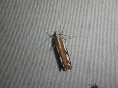 Catoptria latiradiellus