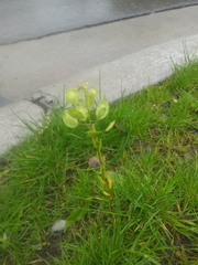 Thlaspi arvense