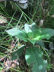 Miconia conorufescens