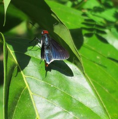Pyrrhopygopsis socrates