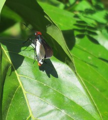 Pyrrhopygopsis socrates