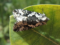 Syngrapha rectangula