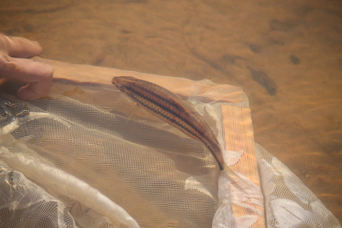 Characin (Leporinus striatus) — Anostomidae — 4