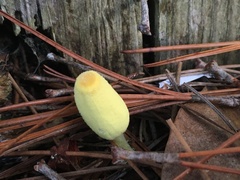Leucocoprinus birnbaumii image