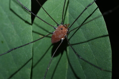 Leiobunum euserratipalpe