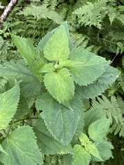 Ageratina roanensis