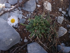 Astranthium beamanii