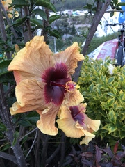 Hibiscus