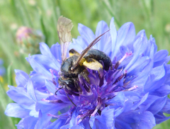 Andrena pilipes