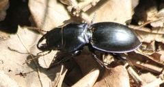 Pasimachus elongatus