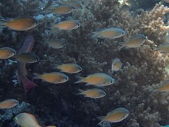 Chromis atripectoralis
