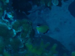 Pycnochromis retrofasciatus