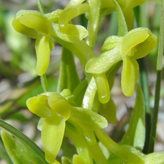 Platanthera tipuloides