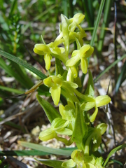 Platanthera tipuloides