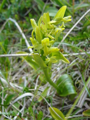 Platanthera tipuloides