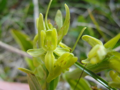 Platanthera tipuloides