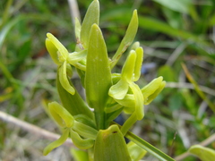 Platanthera tipuloides