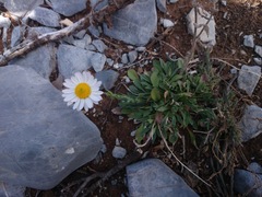 Astranthium beamanii