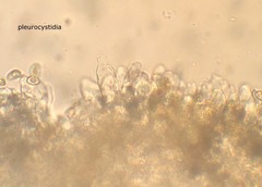 Pseudosperma friabile