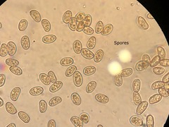 Pseudosperma friabile