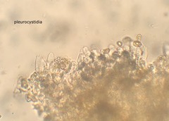 Pseudosperma friabile