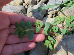 Euphorbia humistrata