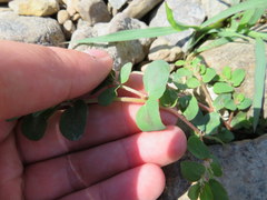 Euphorbia humistrata