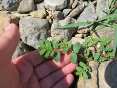 Euphorbia humistrata
