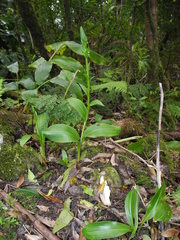 Platanthera pollostantha