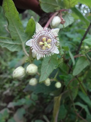 Passiflora exsudans