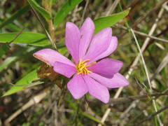 Sabatia gentianoides