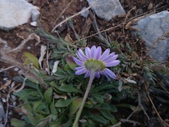 Astranthium beamanii