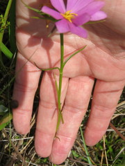 Sabatia gentianoides