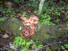 Armillaria mexicana