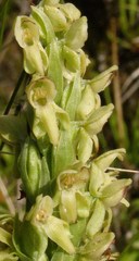 Platanthera hyperborea