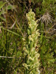 Platanthera hyperborea