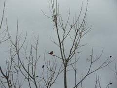 Pyrocephalus rubinus