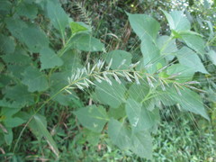 Elymus hystrix