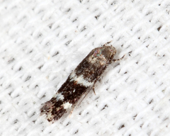 Elachista illectella