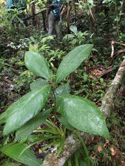 Cordia sulcata